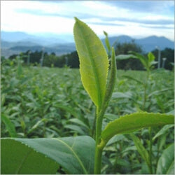 How L-Theanine Can Help You Unwind